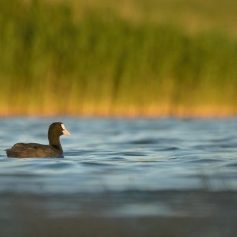 Delta Dunării